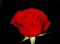 sexi red